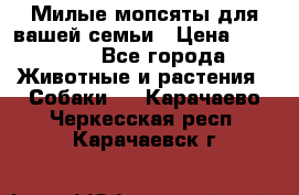 Милые мопсяты для вашей семьи › Цена ­ 20 000 - Все города Животные и растения » Собаки   . Карачаево-Черкесская респ.,Карачаевск г.